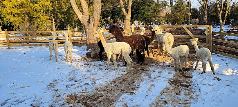 청산수목원 알파카