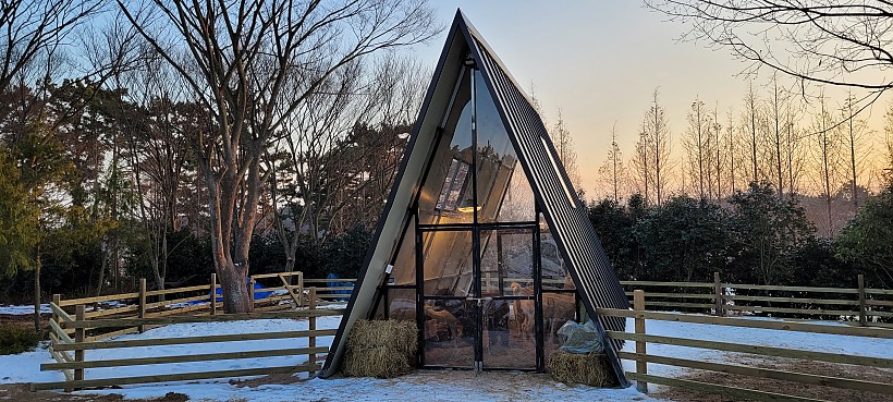 청산수목원 알파카